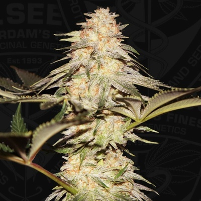 T.H. Seeds Bubblebananagum semena neobsahuji THC 6 ks