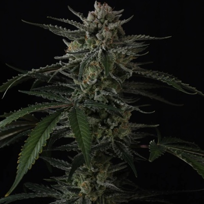 Fast Buds Banana Guava Auto semienka neobsahujú THC 10 ks