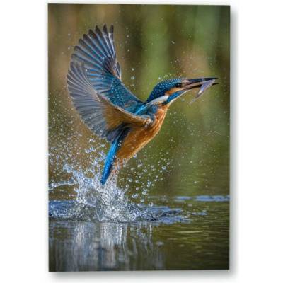 Plakát – Ledňáček s rybou nad hladinou Bez rámu Ano Bez rámu 90 × 135 cm