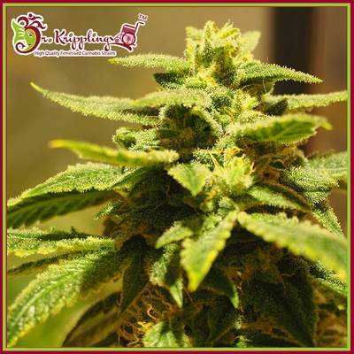 Dr. Krippling Seeds Krippling's Gelato semena neobsahují THC 5 ks