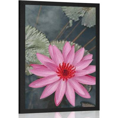 Plakát okouzlující lotosový květ - 40x60 silver