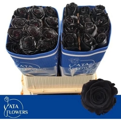Černá růže TINTED BLACK 70 cm (XXL)