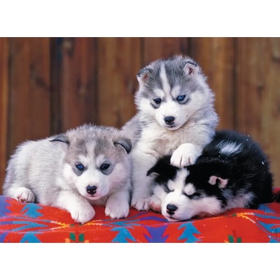 Ravensburger - Puzzle Puppies Husky XXL - 200 piese