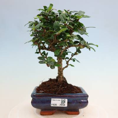 e-bonsai Pokojová bonsai - Carmona macrophylla - Čaj fuki