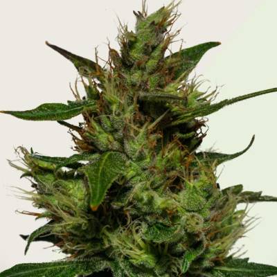 Kera Seeds Critical AUTO semena neobsahují THC 5 ks