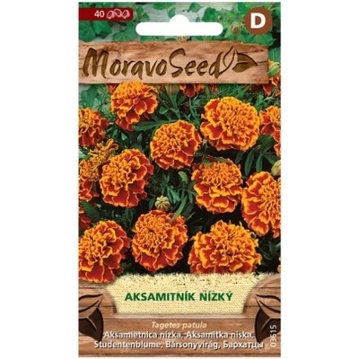 MORAVOSEED Aksamitník rozkladitý plnokvětý, oranžovo-hnědý