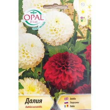 Image 1 of Opal Zi Далия (Гергина) помпон