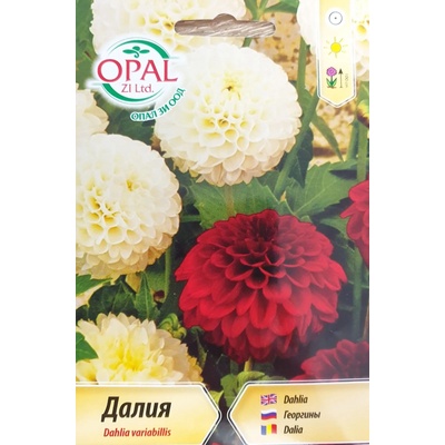 Opal Zi Далия (Гергина) помпон