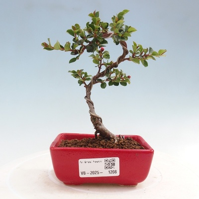 e-bonsai Venkovní bonsai - Cotoneaster horizontalis - Skalník