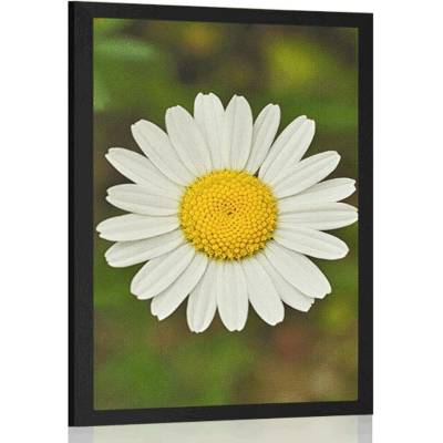 Plakát květ kopretiny - 20x30 black