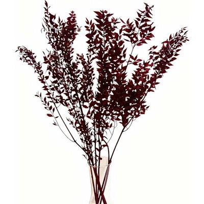 Stabilizovaný ruskus (ruscus) kytice/svazek BURGUNDY vínová 120g