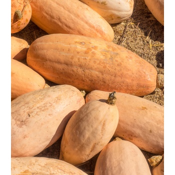 BIO tekvica Pink Jumbo Banana - Cucurbita Maxima - predaj bio semien - 5 Ks