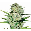 Nirvana Skunk #1 AUTO semena neobsahují THC 5 ks