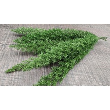 Seteria stabilizovaná ( Liščí chvost - foxtail )