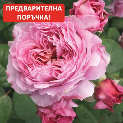 Tantau® Роза Eisvogel® - (Tantau®)