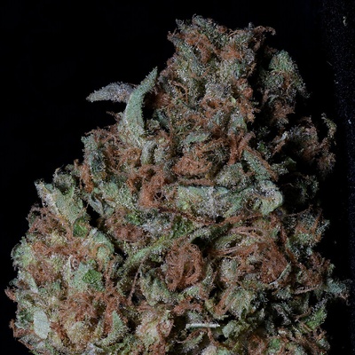 Big Head Seeds Zkittelz semienka neobsahujú THC 10 ks