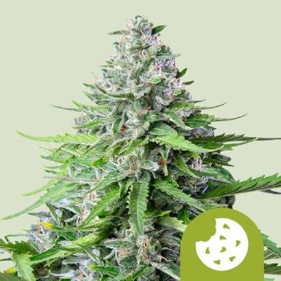 Royal Queen Seeds Cookies Gelato AUTO semena neobsahují THC 5 ks