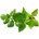 Click & Grow Семена Click and Grow Микс босилек, 9 броя (PPMBVX9)