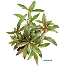 Ludwigia glandulosa - Zakucelka žláznatá