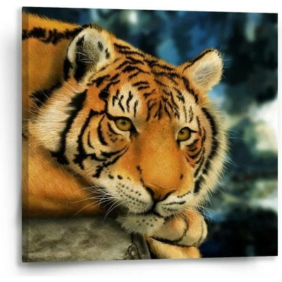 Sablio Obraz Tygr - 50x50 cm