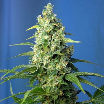 Sweet Seeds Honey Peach AUTO CBD semena neobsahují THC 5 ks
