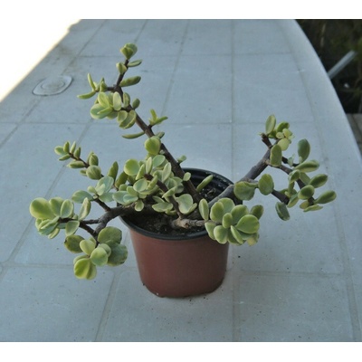 Portulacaria afra variegata