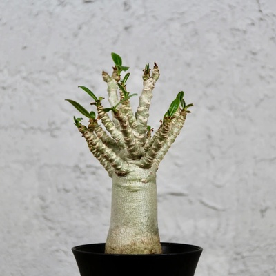 Adenium Baobab - Púštna ruža