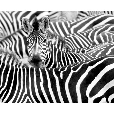 Rasch 363609 vliesová fototapeta African Queen III - 3,71 x 3 m