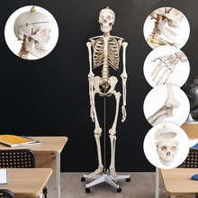 shumee Kostra lidské anatomie 181 5 cm