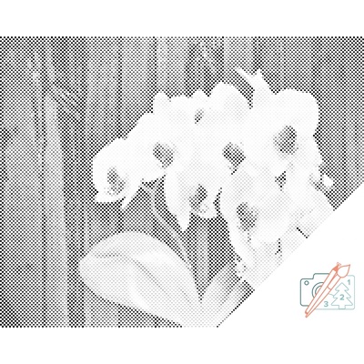 Vymalujsisam.sk Bodkovanie - Biela orchidea Farba: Čierna, Veľkosť: 40x50cm, Rám: Bez rámu, iba zrolované plátno