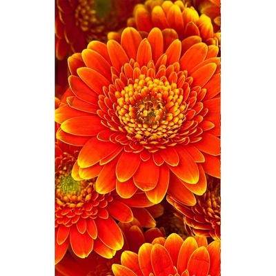 Dimex MS-2-0131 vliesová fototapeta rozměry 150 x 250 cm