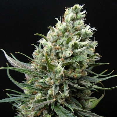 Ripper Seeds Ripper Haze semienka neobsahujú THC 3 ks