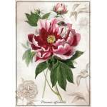 Interdruk - Puzzle Botanic Peony - 1 000 piese