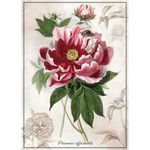 Interdruk - Puzzle Botanic Peony - 1 000 piese