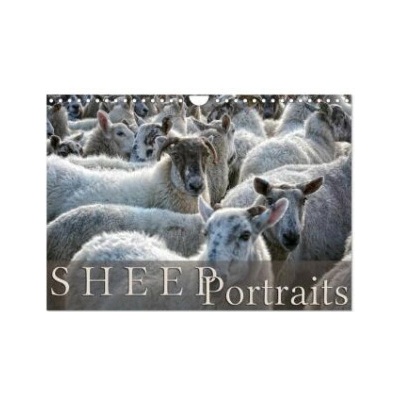 Sheep Portraits Wall DIN A4 landscape CALVENDO 12 Month Wall 2026