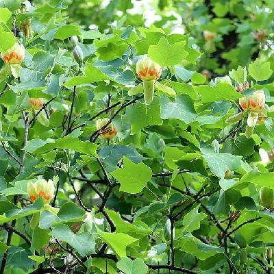 Aronie Arbo Liliovník tulipánokvětý - Liriodendron tulipifera - vícekmen Okrasné stromy