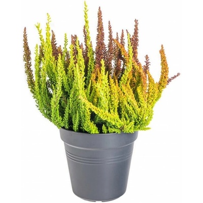Vřes obecný Sunset Girls, Calluna vulgaris, nekvetoucí tříbarevný, průměr květináče 13 cm