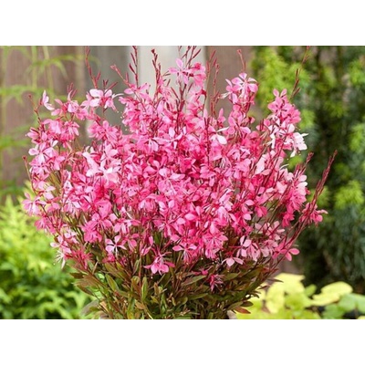 Gaura lindheimerova Tutti Frutti