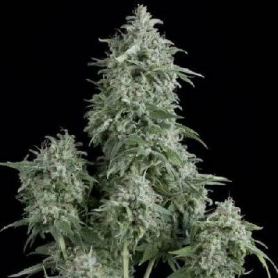 Pyramid Seeds Anubis semena neobsahují THC 5 ks