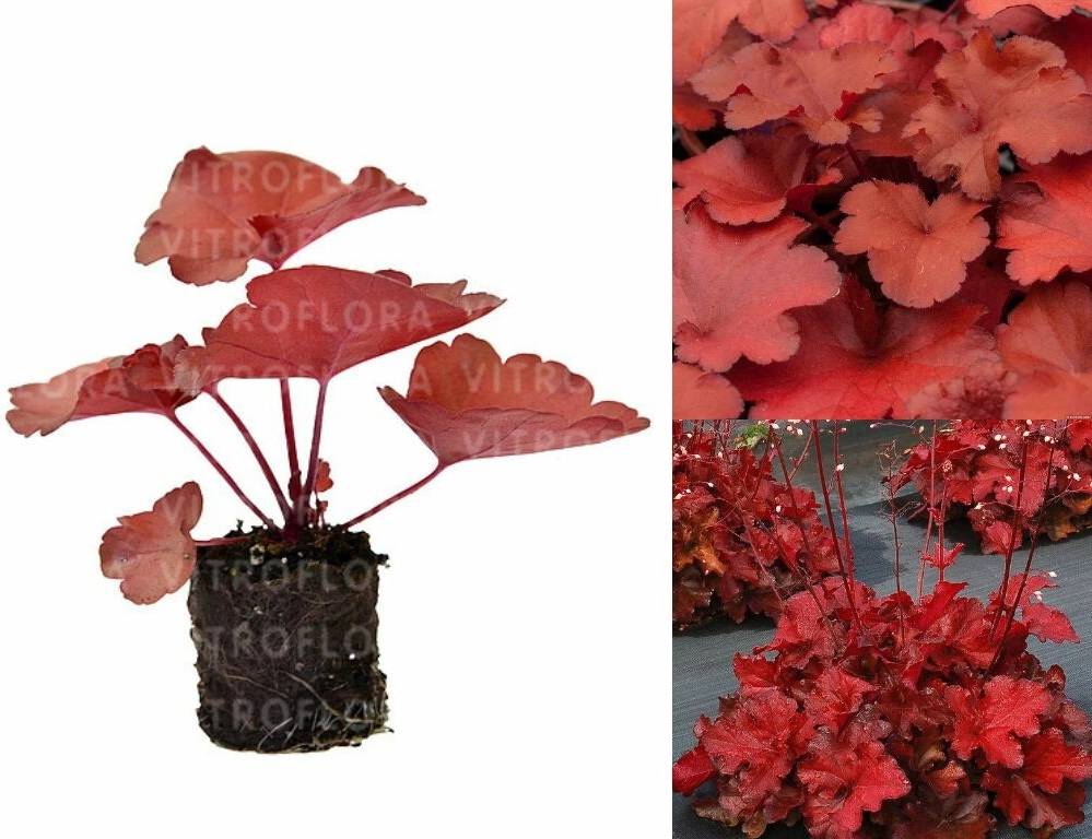Heuchera Forever Red