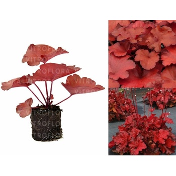 Heuchera Forever Red