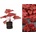 Heuchera Forever Red