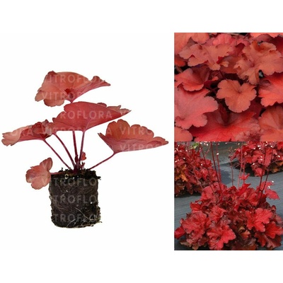 Heuchera Forever Red