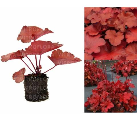 Heuchera Forever Red