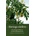Moringa Oleifera