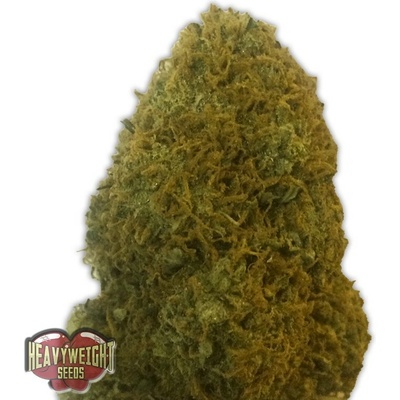Heavyweight Seeds Champion semienka neobsahujú THC 10 ks
