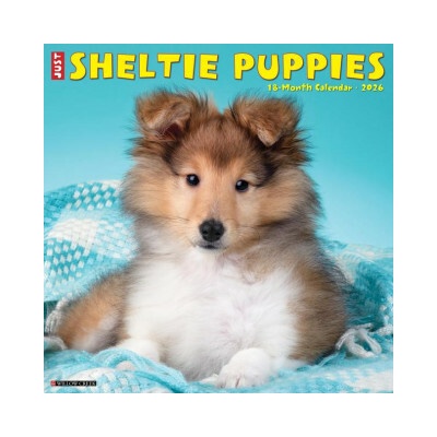 Sheltie Puppies 12 X 12 Wall 2026