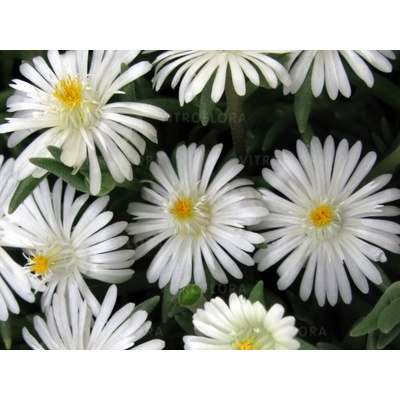 Poludňovka Jewel of Desert Moon Stone - Delosperma, kont. 0,5 l