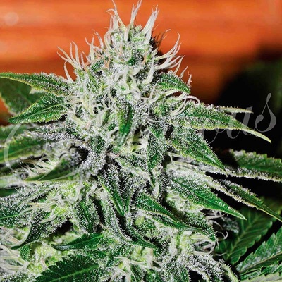 Delicious Seeds Critical Jack Herer semena neobsahují THC 10 ks