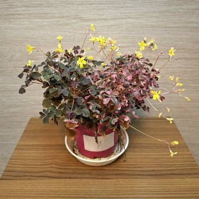 Oxalis Vulcanicola č1